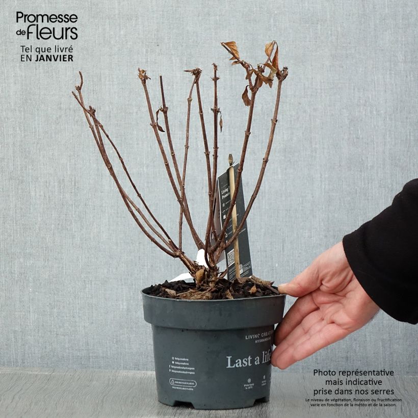 Exemplar von Rispenhortensie Living Pinky Promise - Hydrangea paniculata Topf mit 2L/3LGelieferte Höhe ca. 30/40cm wie im Winter geliefert