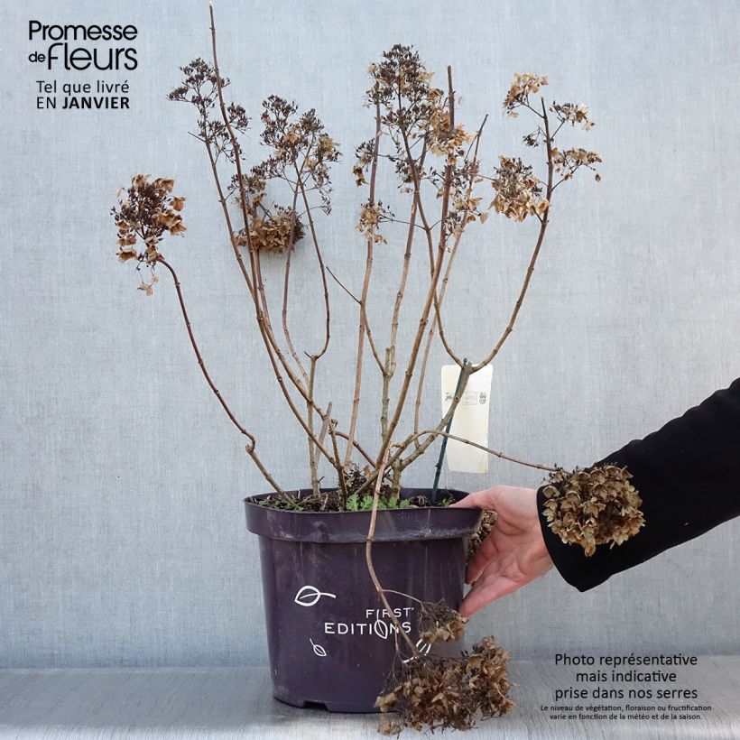 Exemplar von Hortensia paniculé - Hydrangea paniculata Tickled Pink en pot de 7,5l/10l wie im Winter geliefert