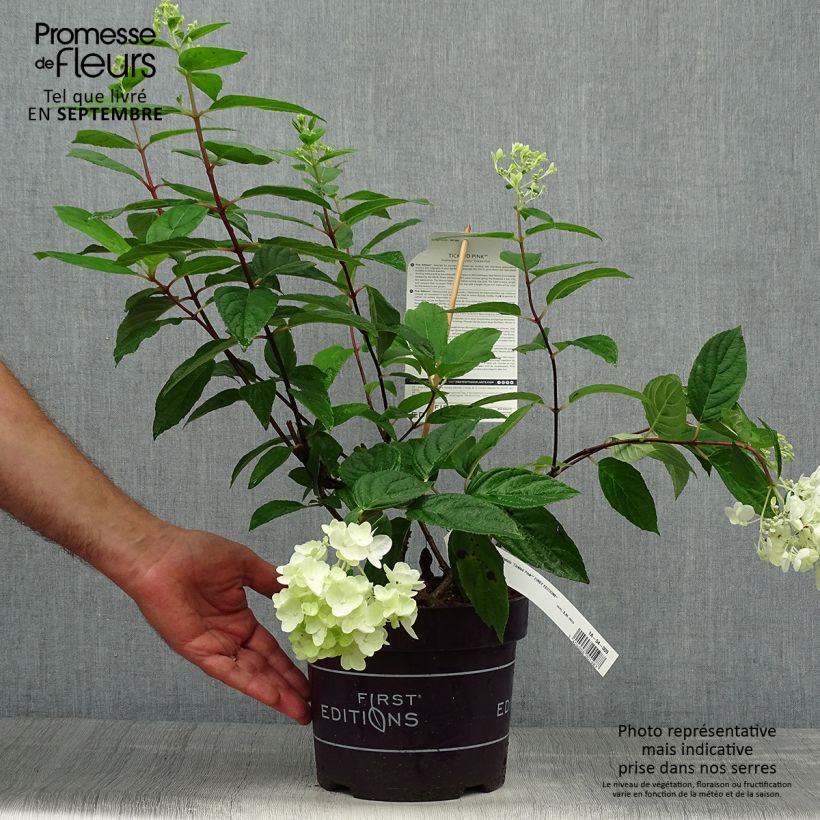 Exemplar von Hortensia paniculé - Hydrangea paniculata Tickled Pink livré en pot de 2l/3l wie im Herbst geliefert