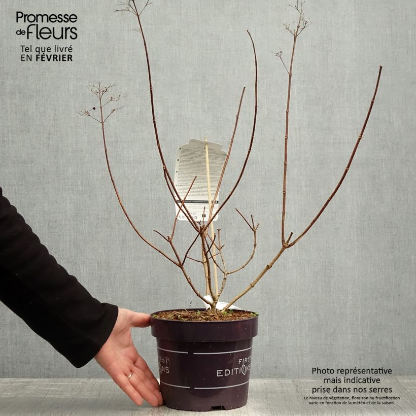 Exemplar von Hortensia paniculé - Hydrangea paniculata Tickled Pink livré en pot de 2l/3l wie im Winter geliefert