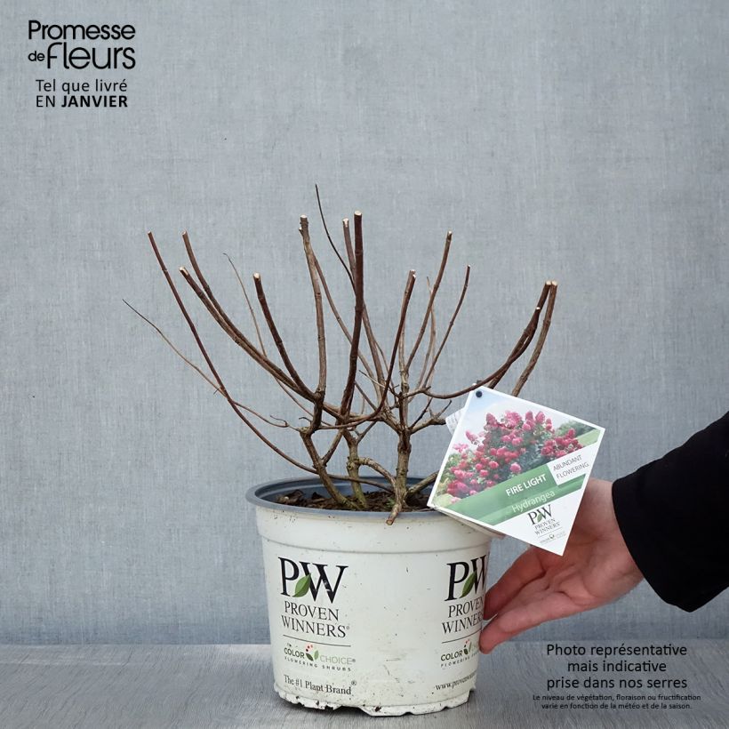 Exemplar von Hortensia paniculé nain - Hydrangea paniculata Fire Light Pot de 4L/5L wie im Winter geliefert