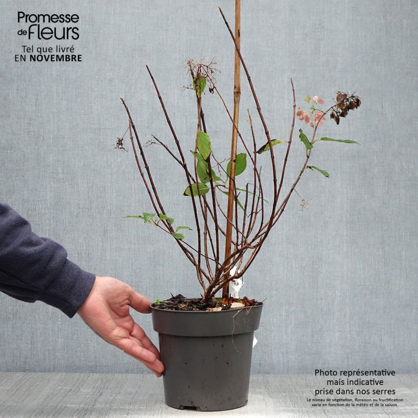 Exemplar von Hortensia paniculé nain - Hydrangea paniculata Little Fresco Pot de 3L/4L wie im Herbst geliefert