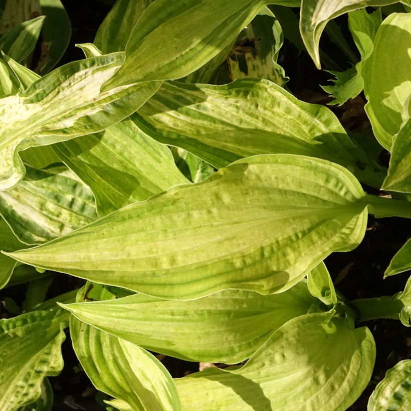 Hosta fortunei Allegan Fog - Garten-Funkie (Laub)