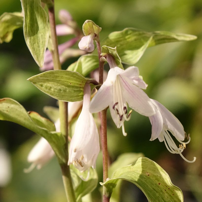 Hosta fortunei Allegan Fog - Garten-Funkie (Blüte)