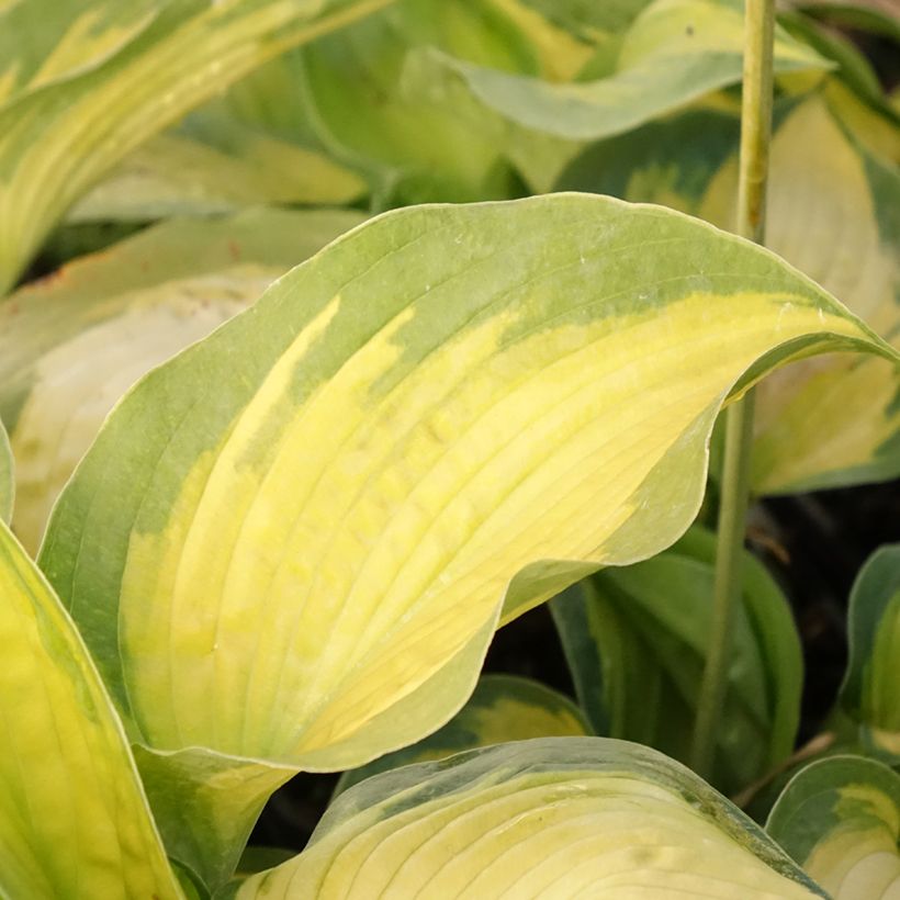 Hosta Alligator Alley - Garten-Funkie (Laub)