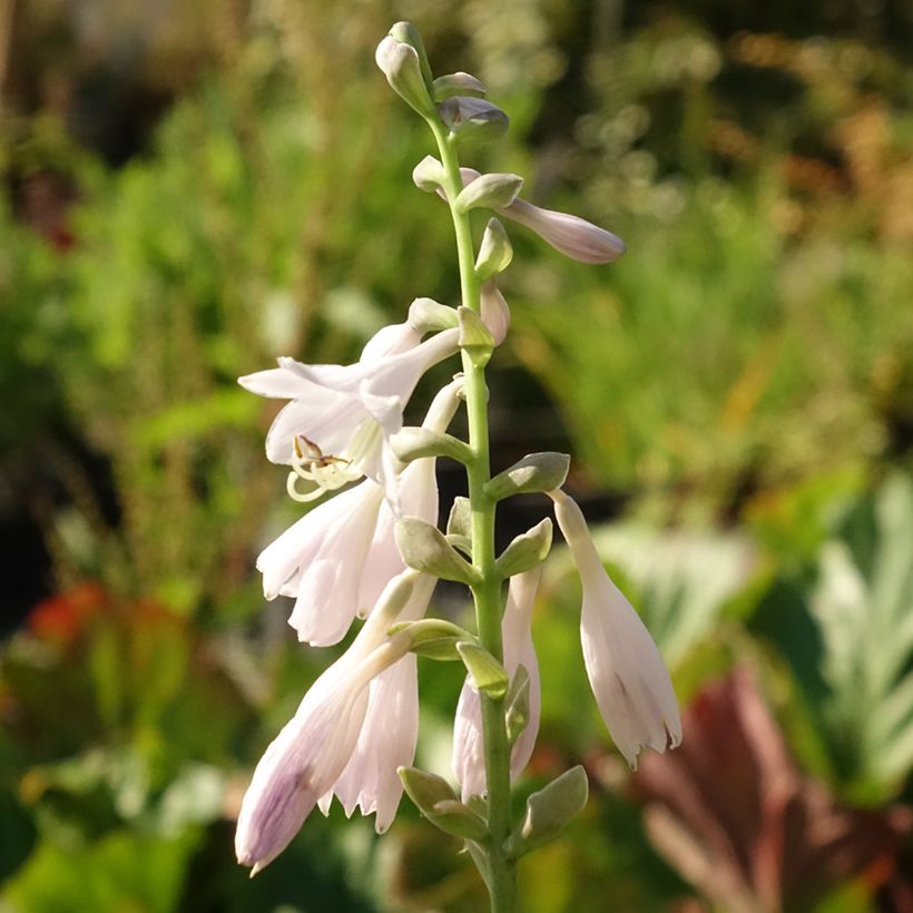 Hosta August Moon - Garten-Funkie (Blüte)