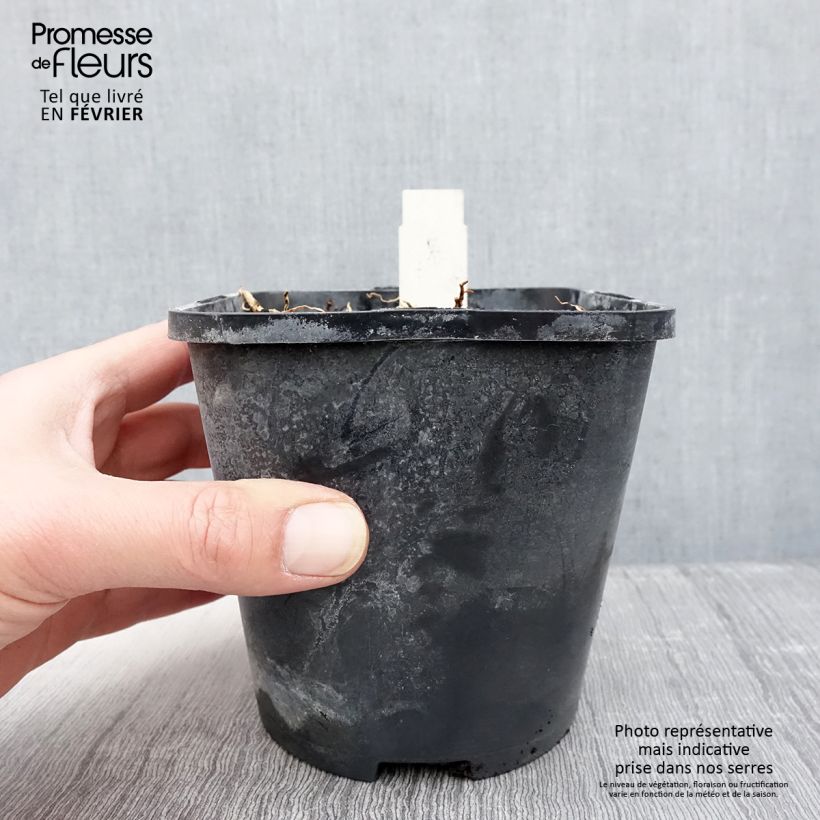 Exemplar von Hosta Beach Boy Pot de 1,5L/2L wie im Winter geliefert