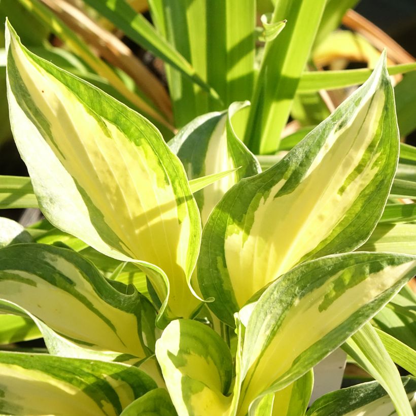 Hosta Beach Boy - Garten-Funkie (Laub)