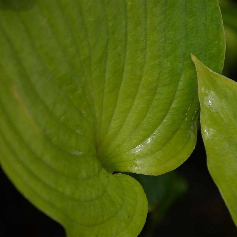 Hosta Hosta Blue Angel - Garten-Funkie (Laub)