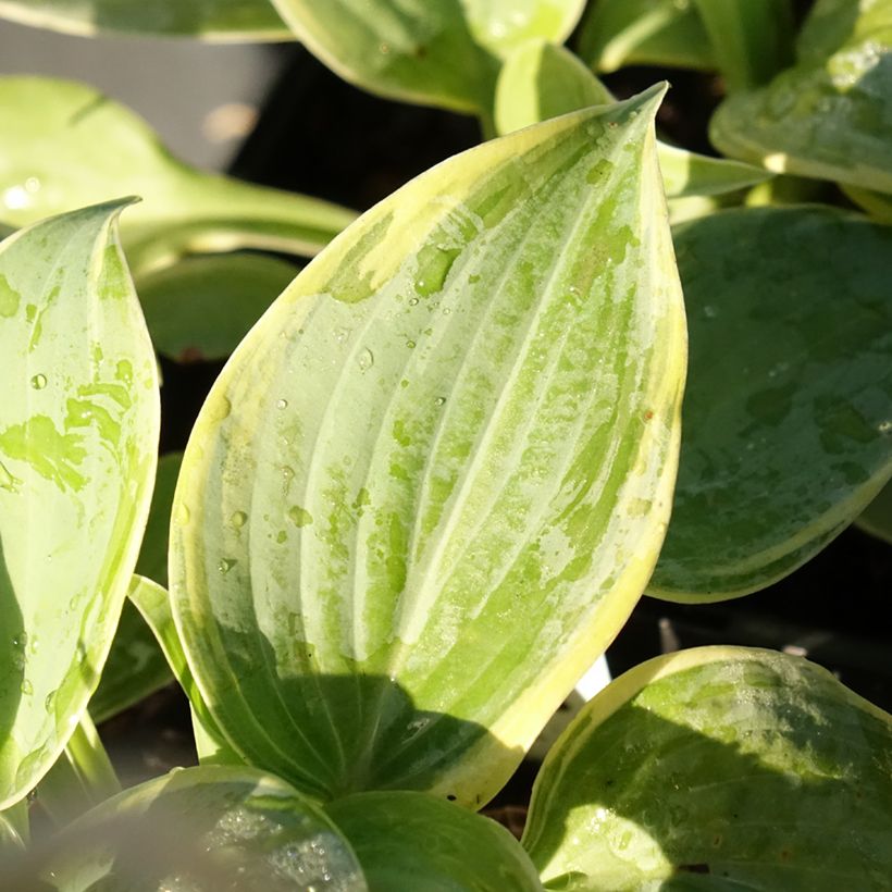 Hosta Blue Flame - Garten-Funkie (Laub)