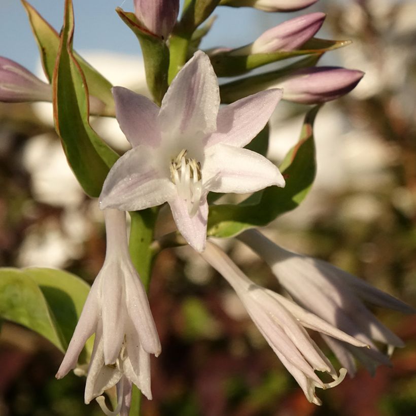 Hosta Blue Flame - Garten-Funkie (Blüte)