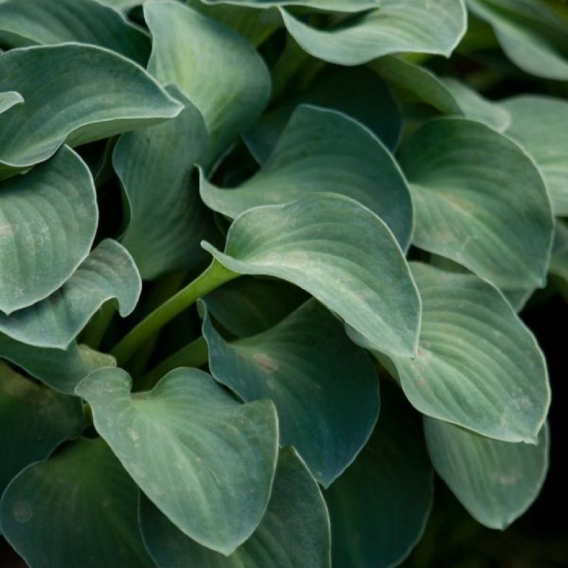 Hosta Blue Mouse Ears - Garten-Funkie (Laub)