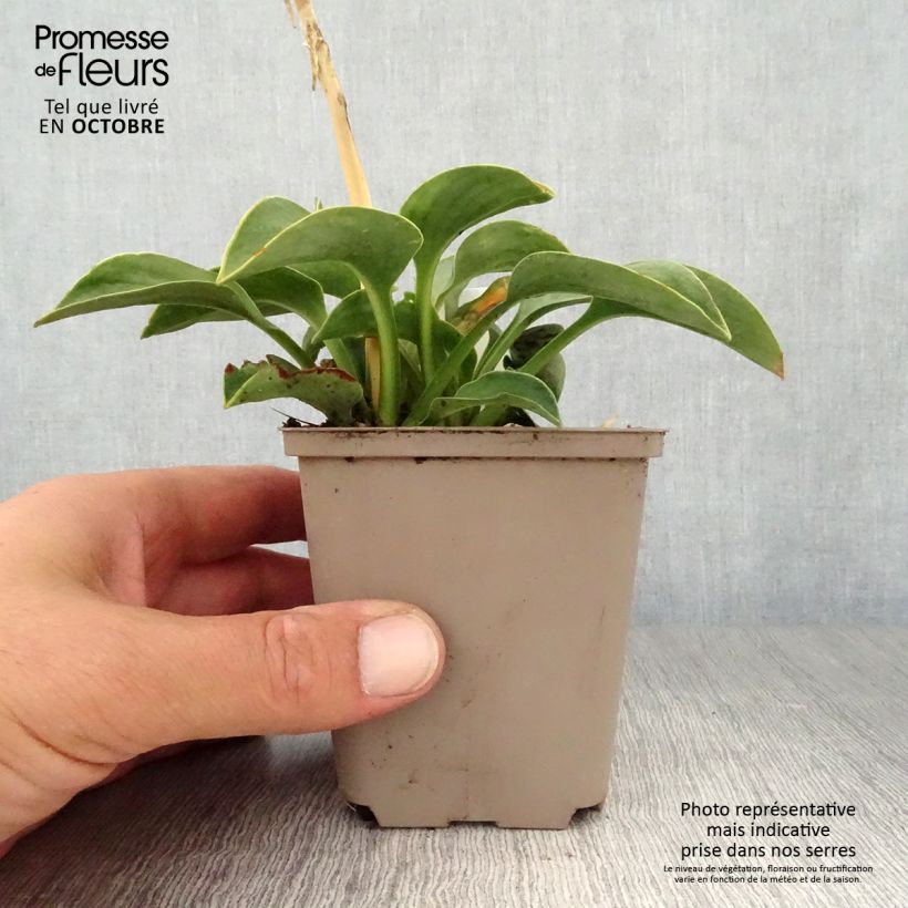 Exemplar von Hosta Blue Mouse Ears - Hosta bleu miniature Godet de 9cm wie im Herbst geliefert