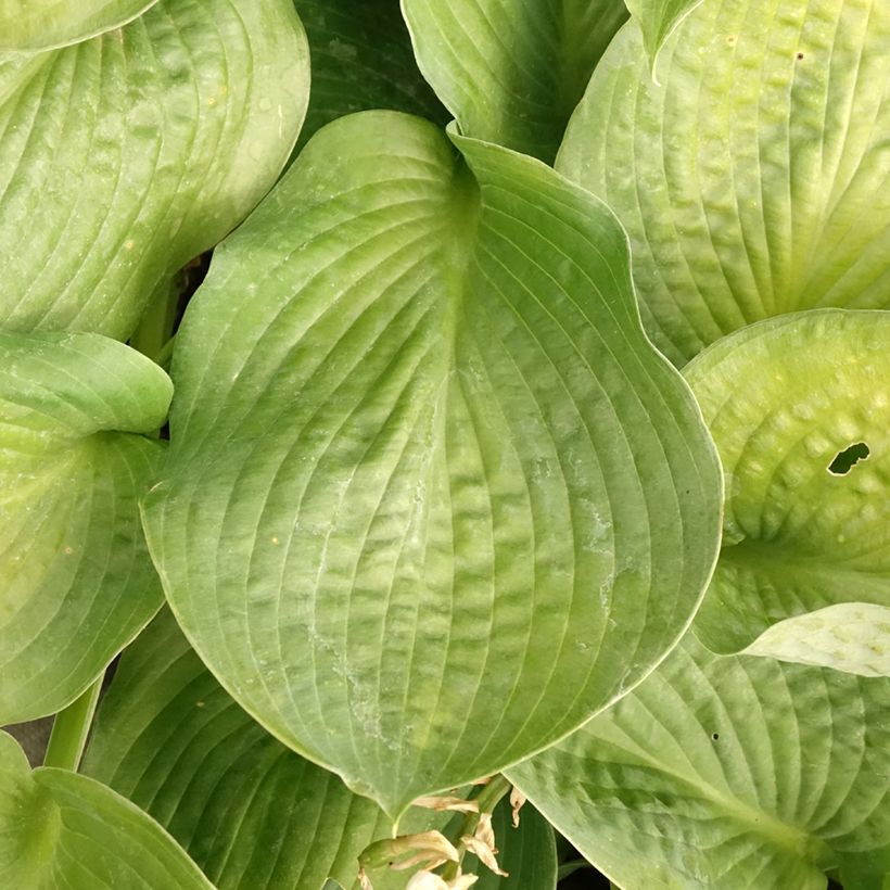 Hosta Bressingham Blue - Garten-Funkie (Laub)