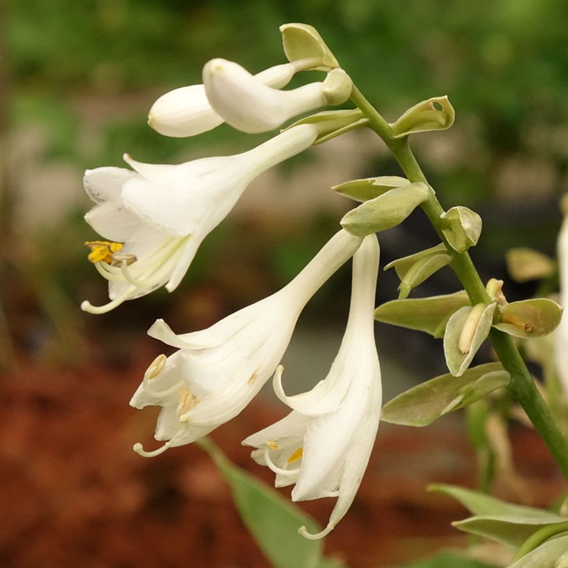 Hosta Bressingham Blue - Garten-Funkie (Blüte)