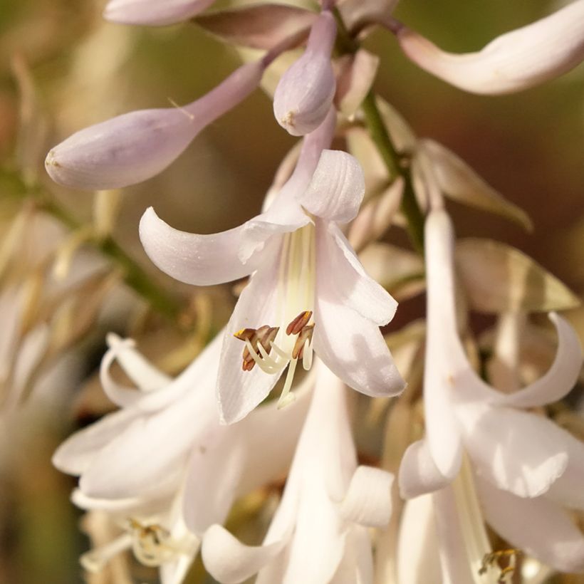 Hosta Bridal Falls - Garten-Funkie (Blüte)