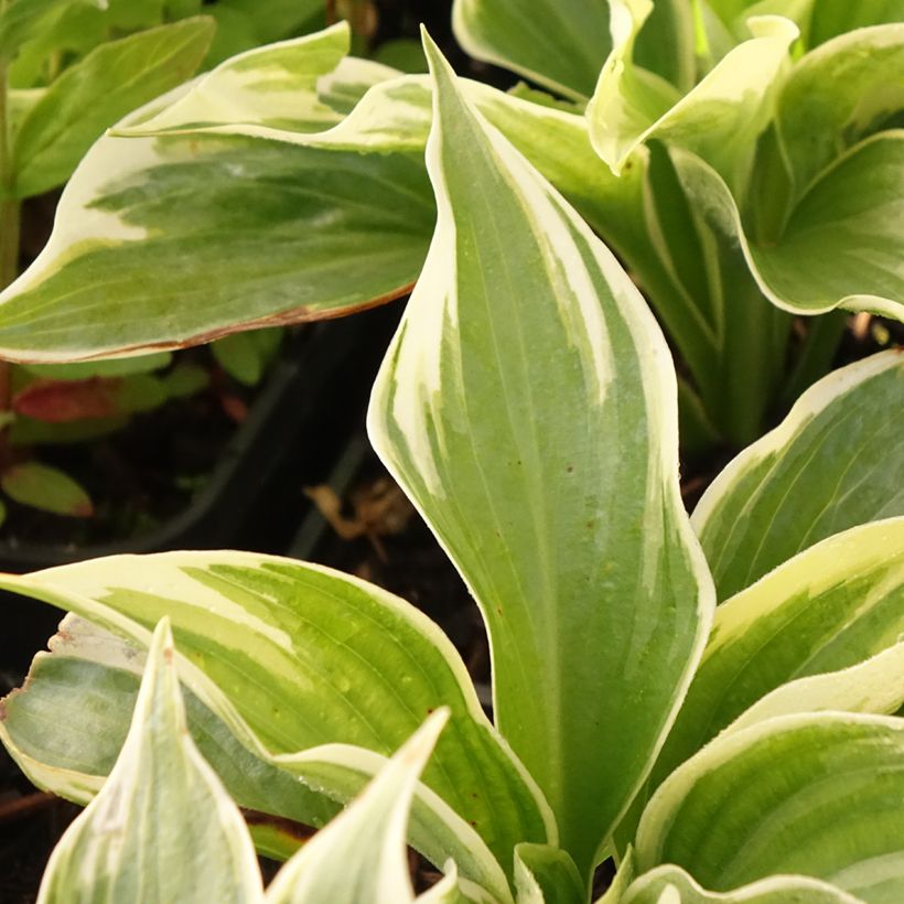 Hosta Broadway - Garten-Funkie (Laub)