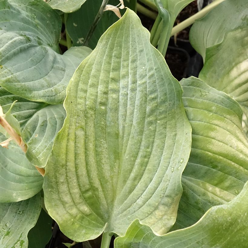 Hosta Diamond Lake - Garten-Funkie (Laub)