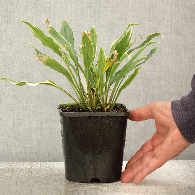 Exemplar von Hosta Electrocution - Garten-Funkie Topf mit 1,5L/2L wie im Herbst geliefert