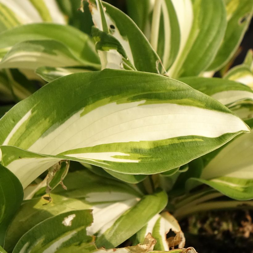 Hosta Enterprise - Garten-Funkie (Laub)