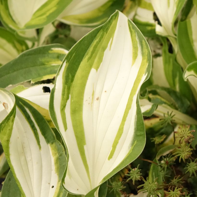 Hosta Fire and Ice - Garten-Funkie (Laub)