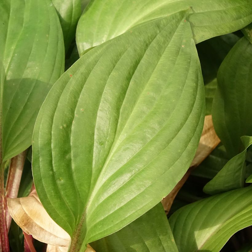 Hosta First Blush - Garten-Funkie (Laub)