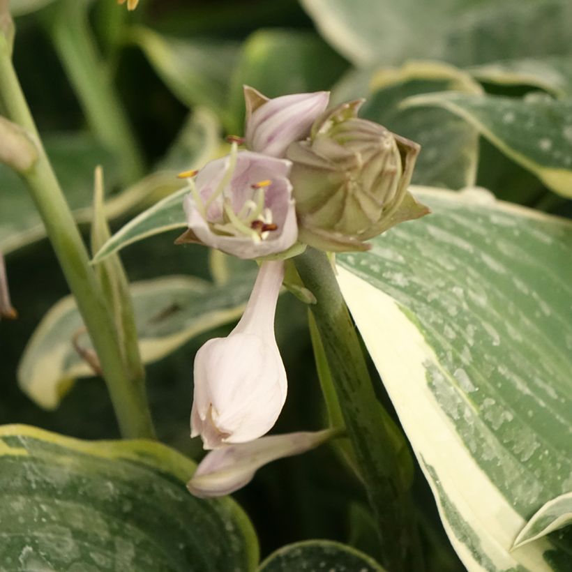 Hosta First Frost - Garten-Funkie (Blüte)