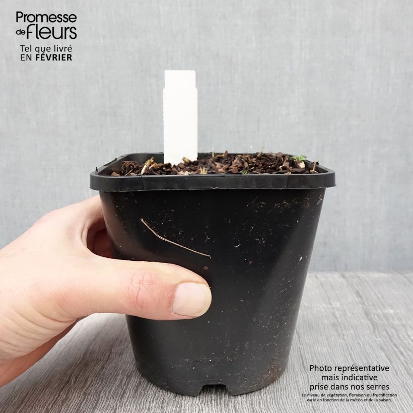 Exemplar von Hosta Forbidden Fruit Pot de 1,5L/2L wie im Winter geliefert