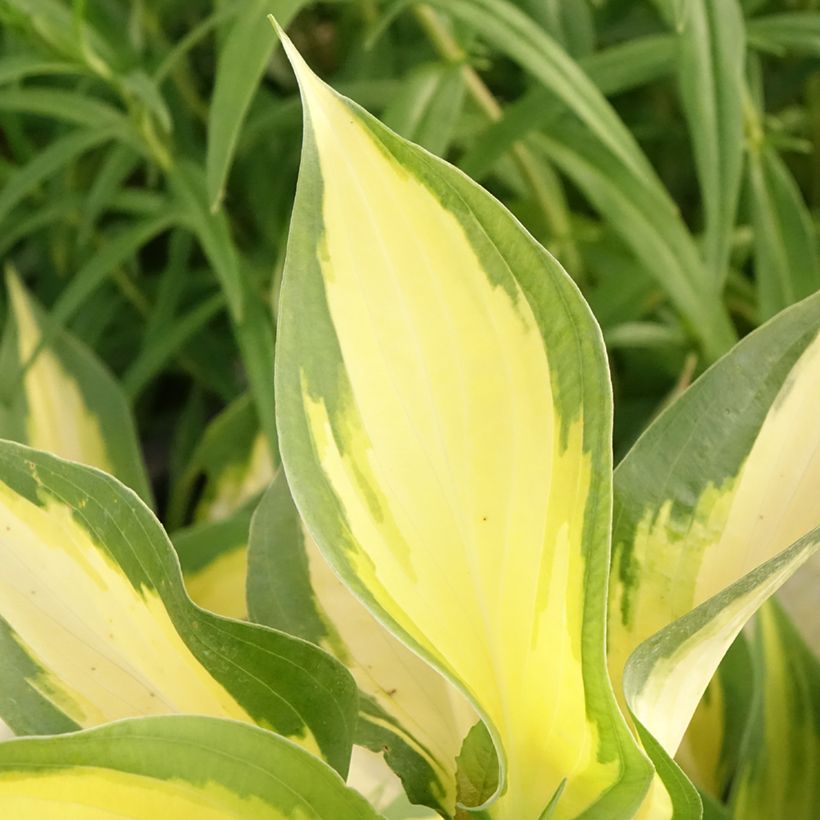 Hosta Forbidden Fruit - Garten-Funkie (Laub)