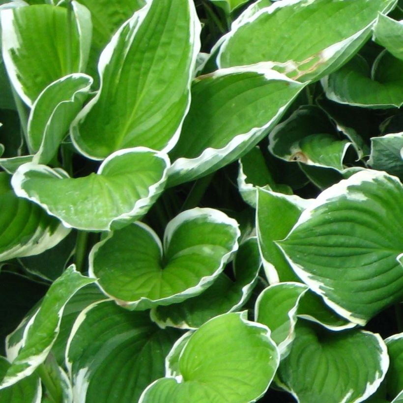 Hosta fortunei Francee - Garten-Funkie (Laub)