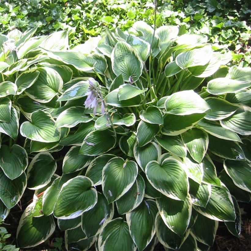 Hosta fortunei Francee - Garten-Funkie (Hafen)