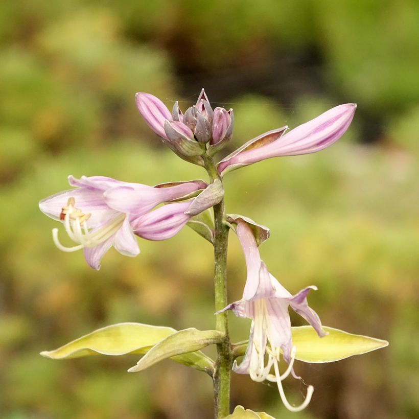 Hosta fortunei Gold Standard - Garten-Funkie (Blüte)