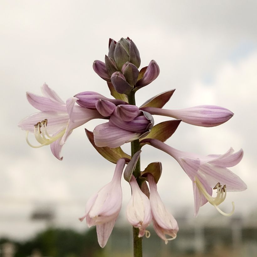 Hosta fortunei Gold Standard - Garten-Funkie (Laub)