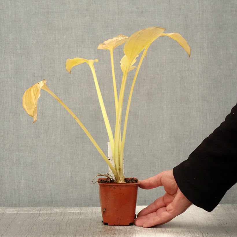 Exemplar von Hosta fortunei var hyacinthina Godet de 9cm wie im Herbst geliefert