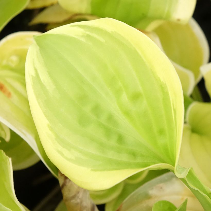 Hosta Fragrant Bouquet - Garten-Funkie (Laub)