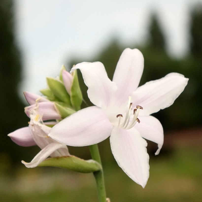 Hosta Fragrant Bouquet - Garten-Funkie (Blüte)