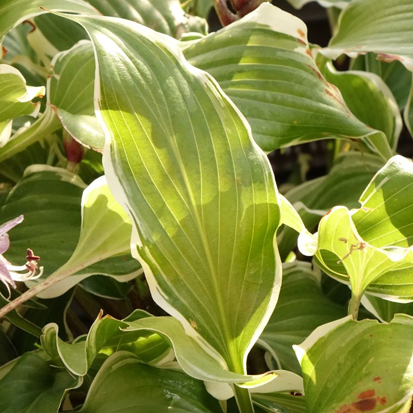 Hosta Frosted Raspberry - Garten-Funkie (Laub)