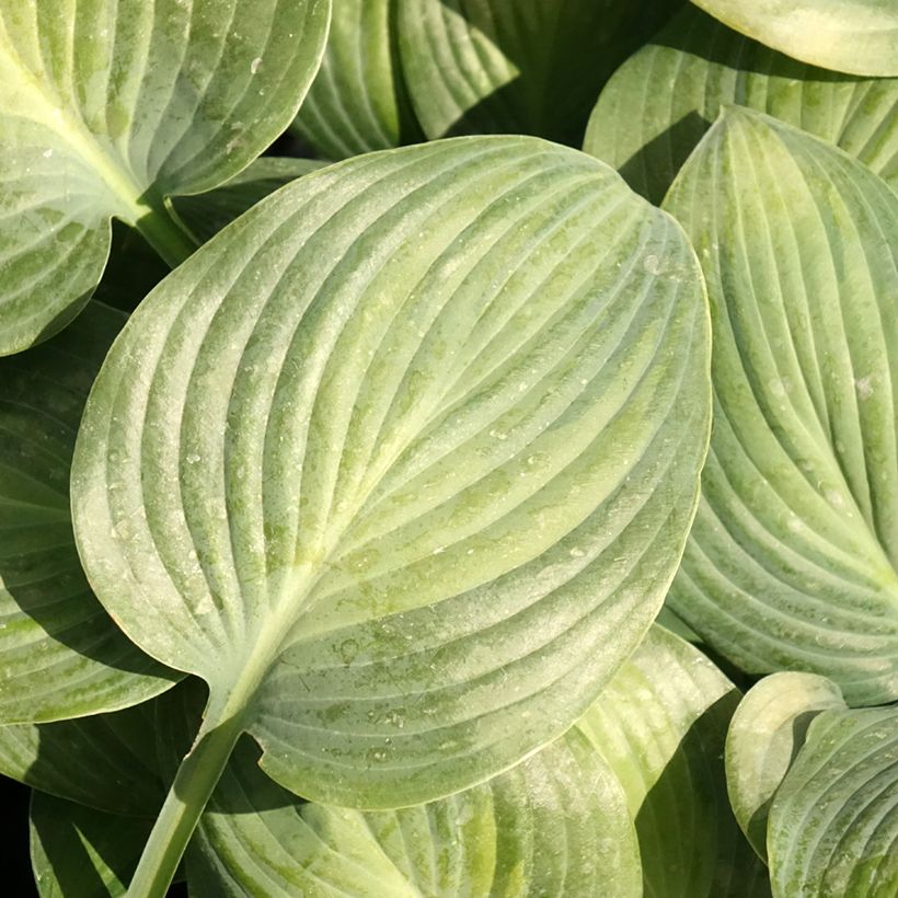 Hosta Goldbrook Glimmer - Garten-Funkie (Laub)