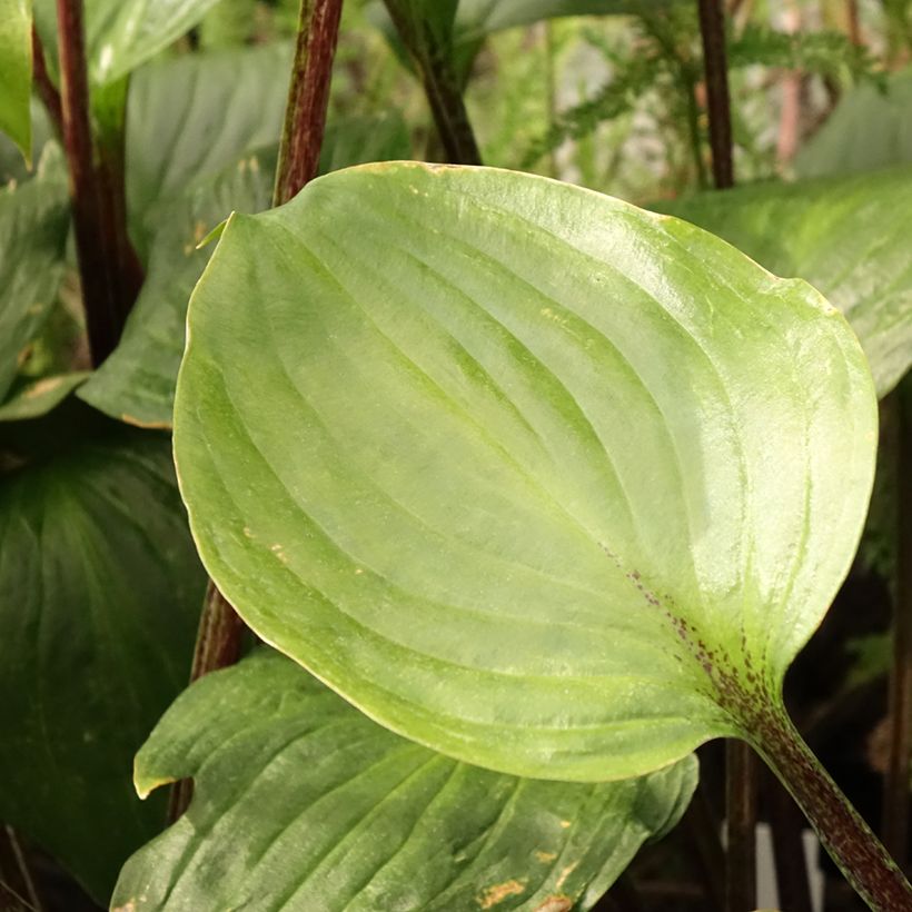 Hosta Gooseberry Sundae - Garten-Funkie (Laub)