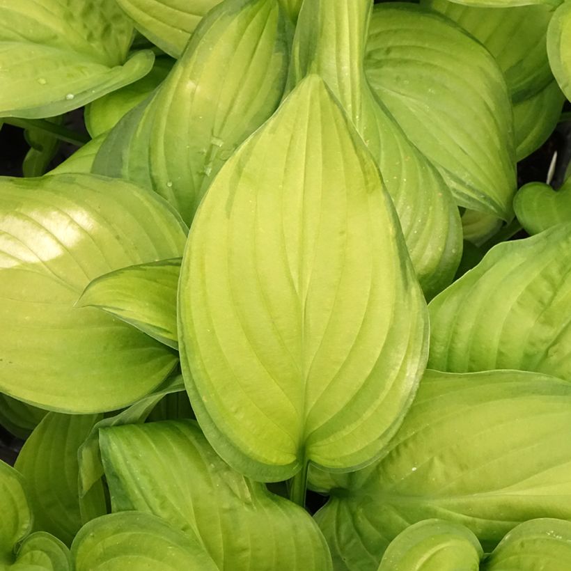 Hosta Guacamole - Garten-Funkie (Laub)