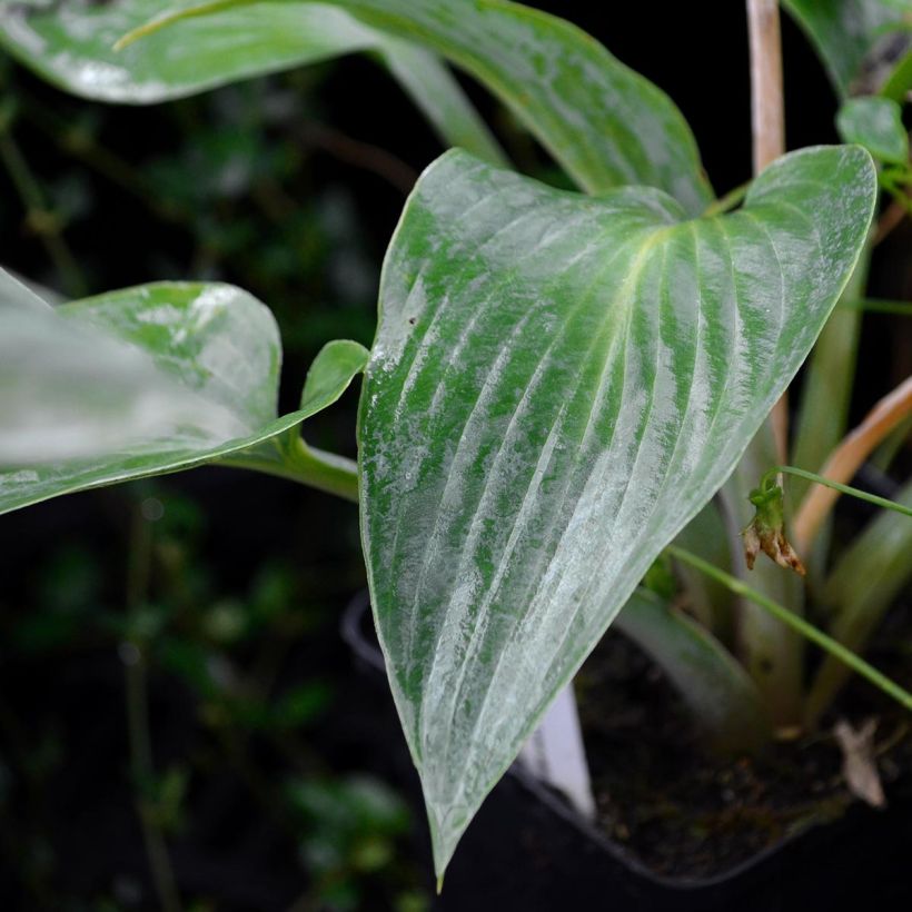 Hosta tardiana Halcyon - Garten-Funkie (Laub)