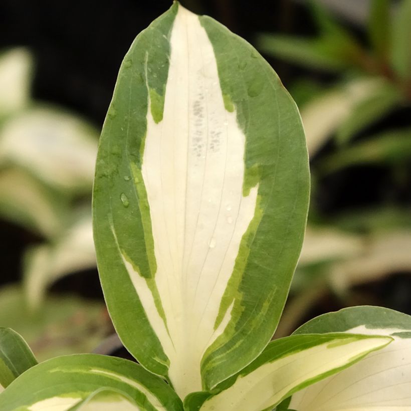 Hosta Hans - Garten-Funkie (Laub)