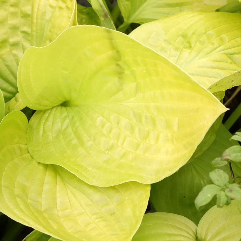 Hosta Ki Ren Jyaku - Garten-Funkie (Laub)