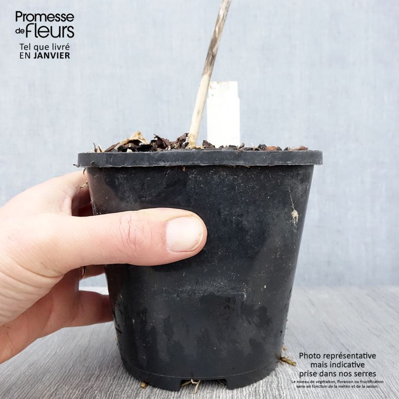 Exemplar von Hosta Ki Ren Jyaku - Pot de 1,5L/2L wie im Winter geliefert