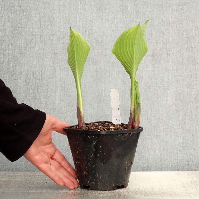 Exemplar von Hosta Lakeside Maverick Pot de 1,5L/2L wie im Frühjahr geliefert