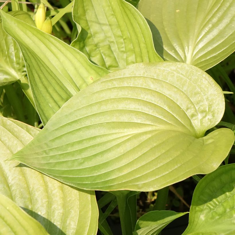 Hosta Lakeside Maverick - Garten-Funkie (Blüte)