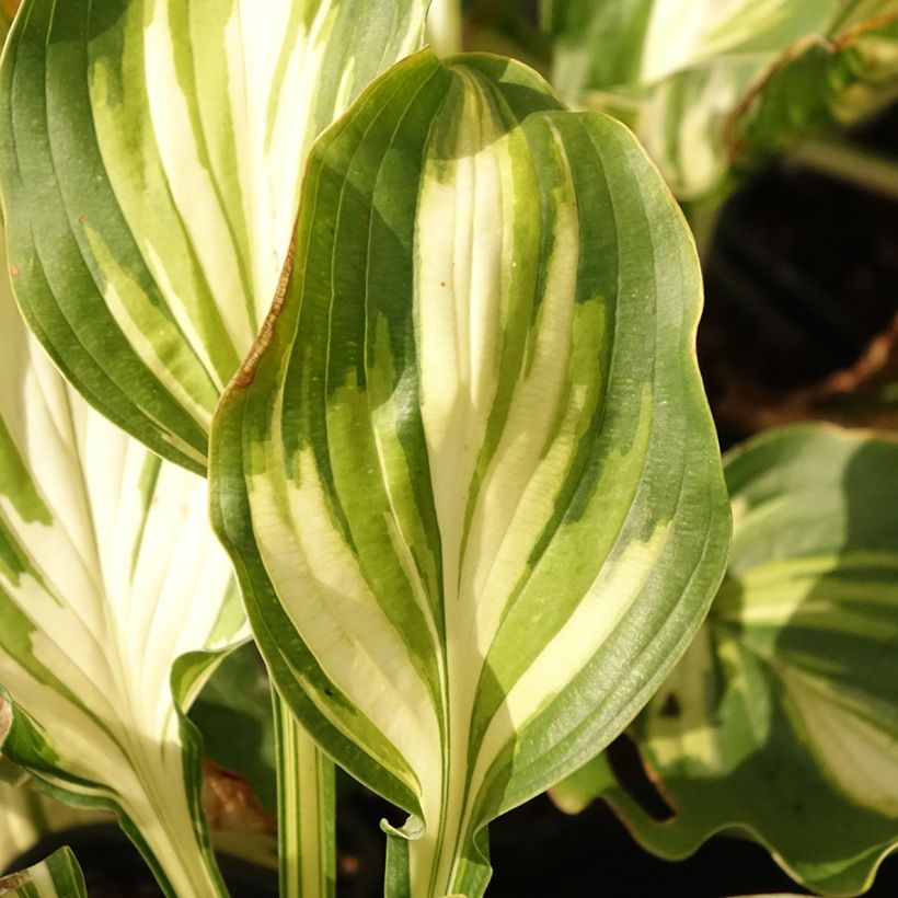 Hosta Lakeside Paisley Print - Garten-Funkie (Laub)