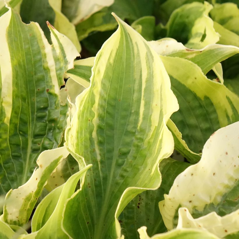 Hosta Lakeside Prophecy Fulfilled - Garten-Funkie (Laub)