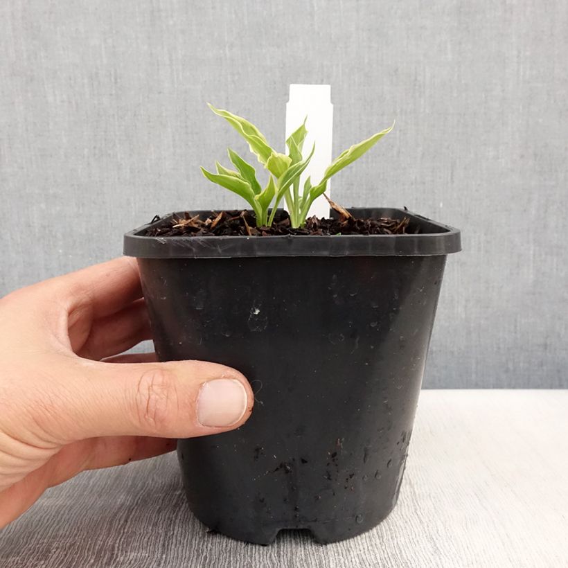 Exemplar von Hosta Little Devil Pot de 1,5L/2L wie im Frühjahr geliefert