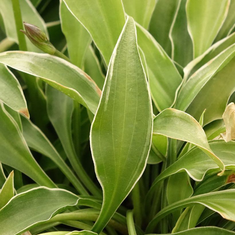 Hosta Little Devil - Garten-Funkie (Laub)